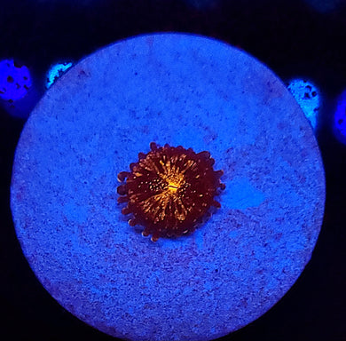 Pink Pandora Zoa