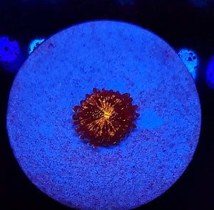 Pink Pandora Zoa