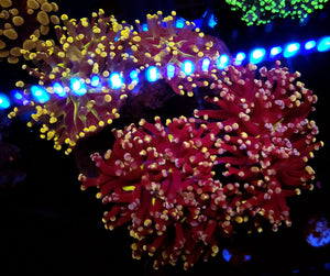 Frogspawn 4 Pack
