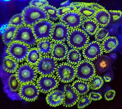 Alien Zoa frag
