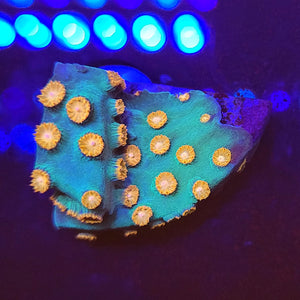 Alienpox Cyphastrea
