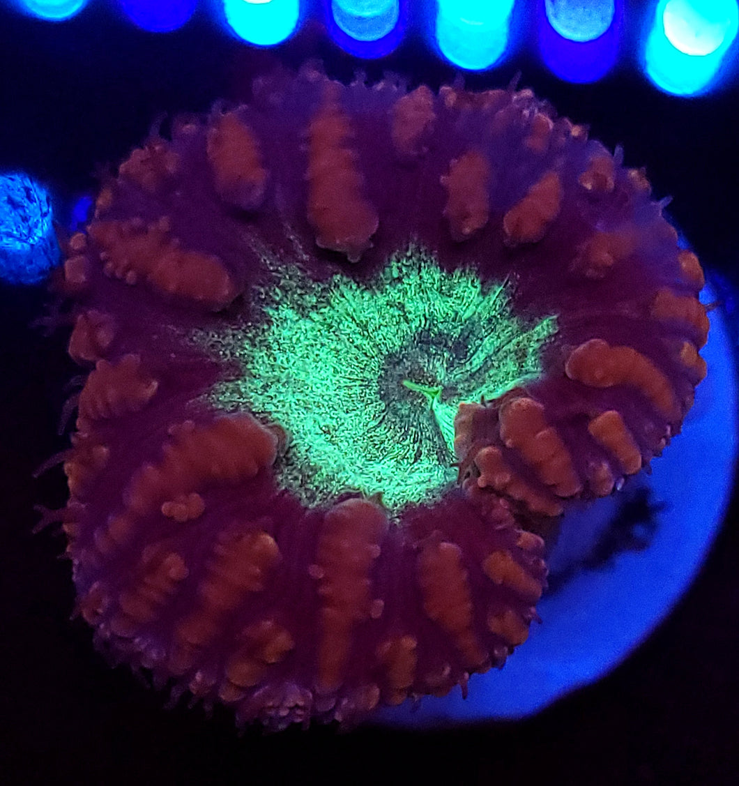 Pink & Teal Blasto