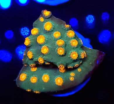 AlienPox Cyphastrea