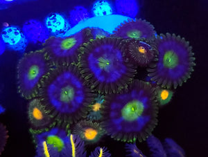 Alien Zoas
