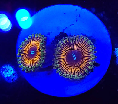 Pink Zoas