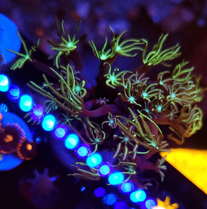 Pipe Organ Coral