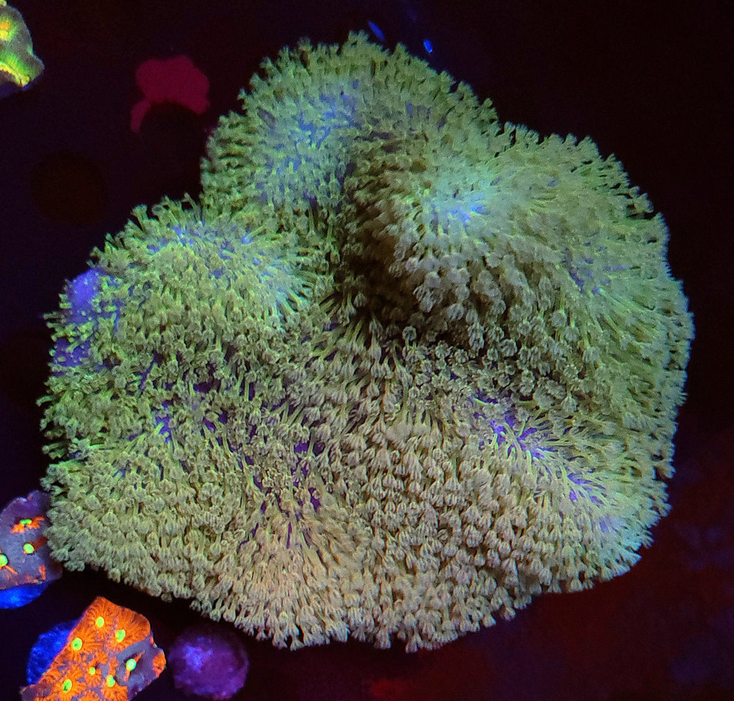 XXL Toxic Polyp Toadstool Leather