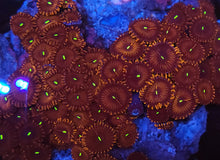 Red People Eater Zoa frag