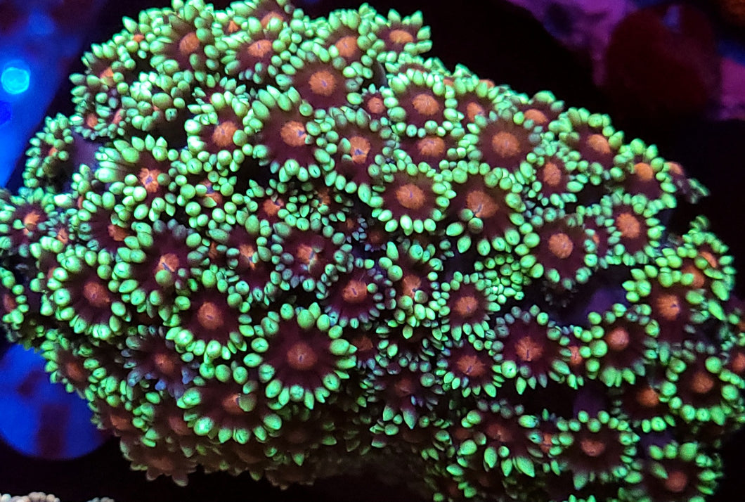 Shortcake Goni frag