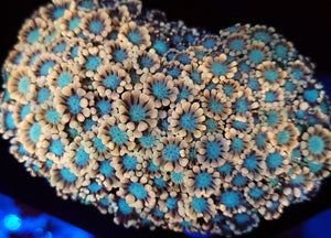 Cotton Candy Alveopora frag