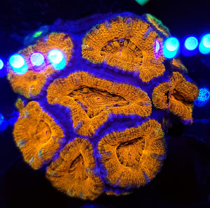 Tropical Paradise Acan Chunk