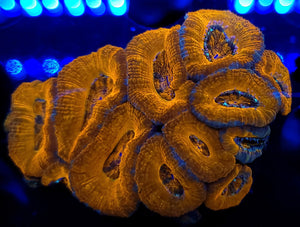 Metallic Orange Acan Mini-Colony
