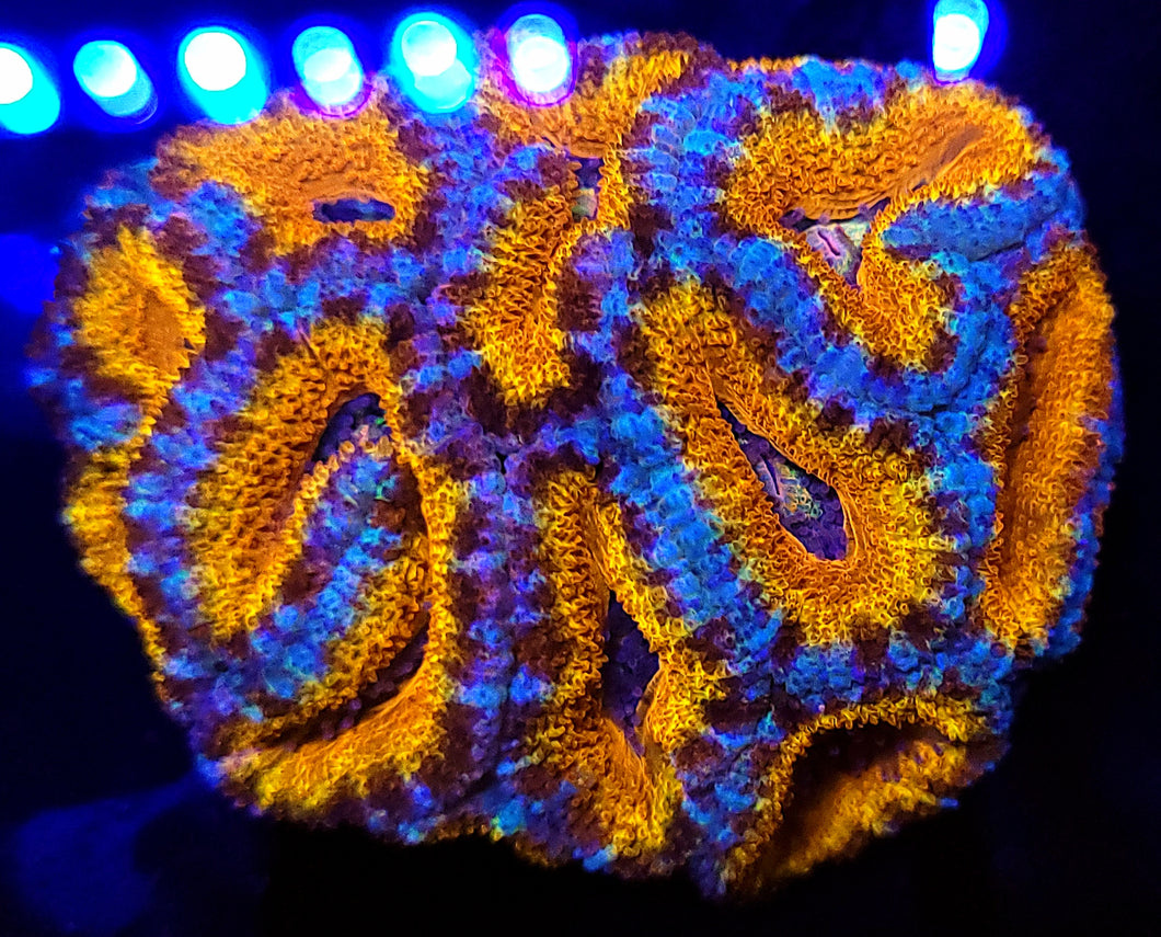 Rainbow Acan Mini-Colony