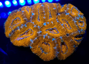 White Stripe Metallic Orange Acan Mini-Colony