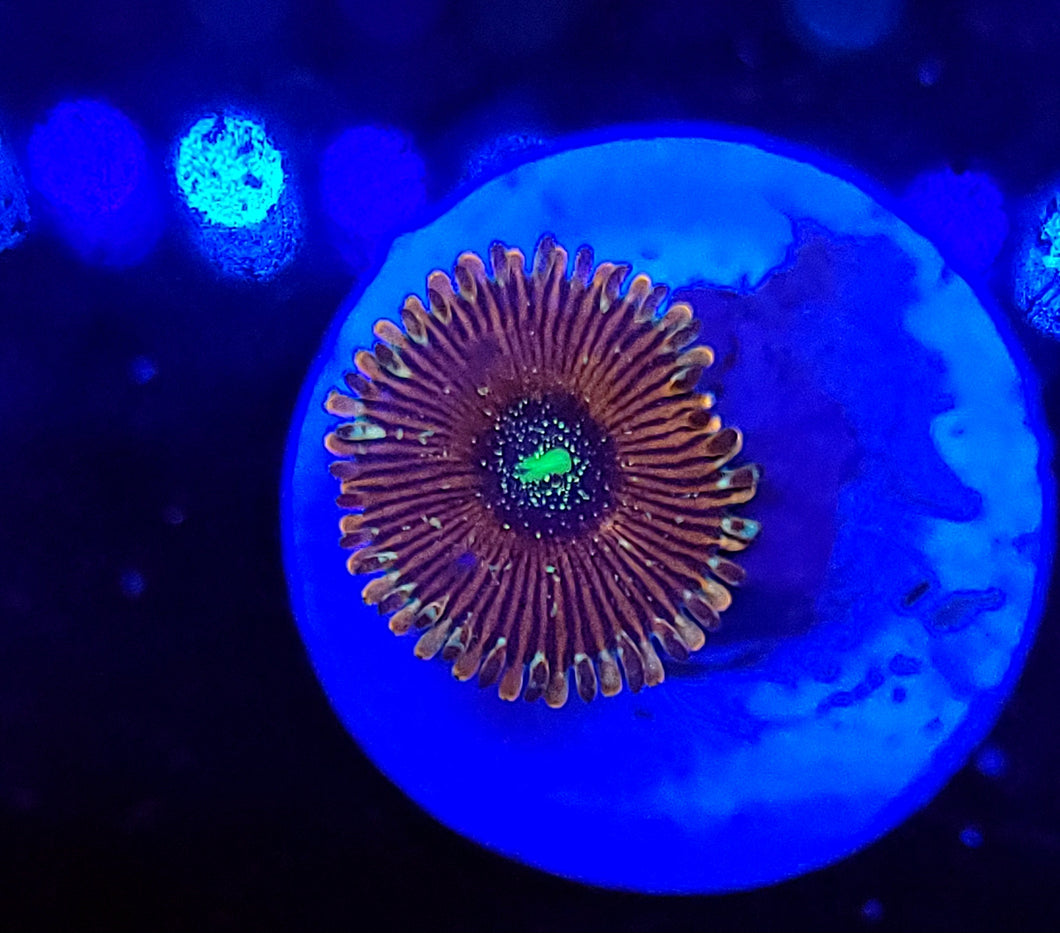 Crazy Lady Zoa