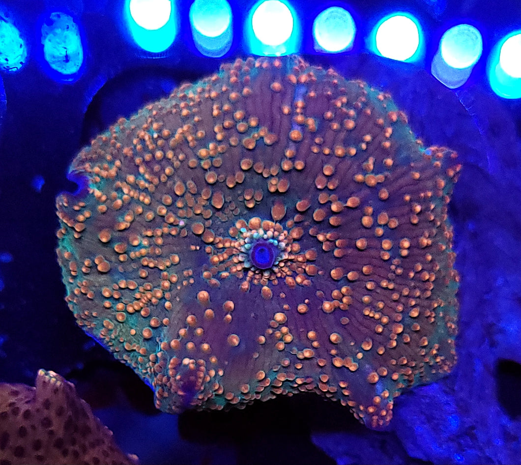 Orange Innerstellar Mushroom