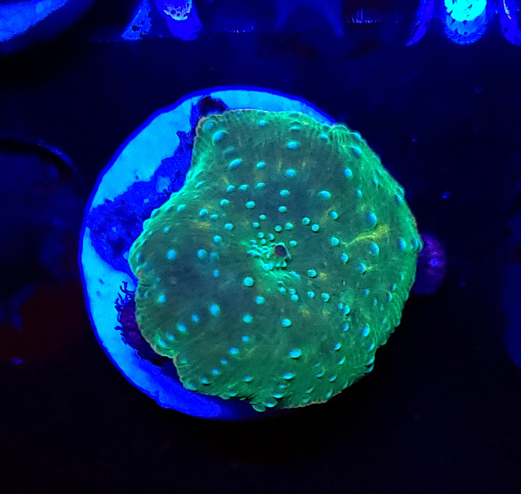 Evergreen Discoma Mushroom