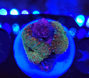Double Rainbow Innerstellar Mushrooms Sm