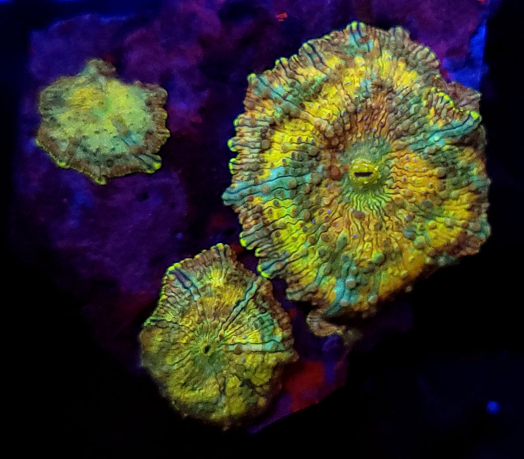Triple Tsunami Discoma Mushroom Rock