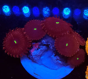 Red People Eater Zoas