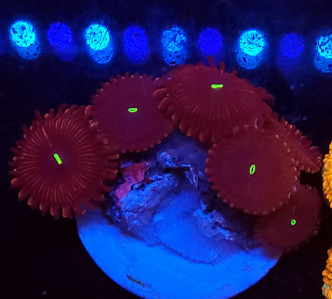 Red People Eater Zoas