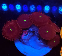 Red People Eater Zoa frag