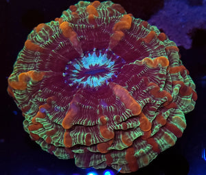 Ultra Indophyllia