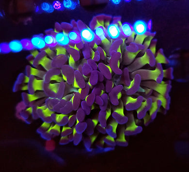 Double Indo Bicolor Hammer