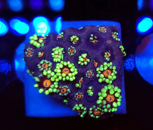 Shortcake Goni frag