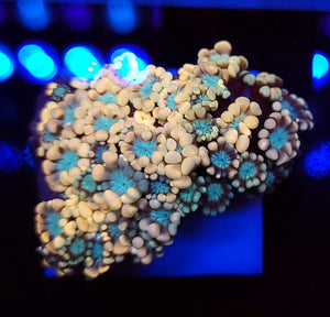 Cotton Candy Alveopora frag