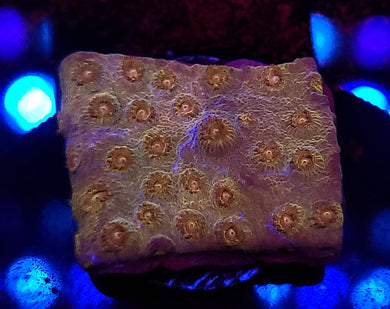 Spellbound Cyphastrea