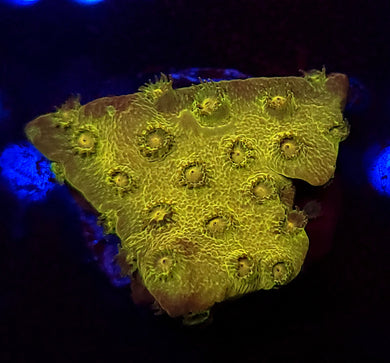 Goldmember Cyphastrea