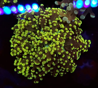 Nuclear Octospawn