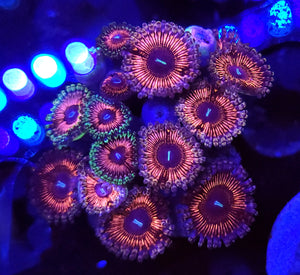 Dark Phantasma Zoa Chunk