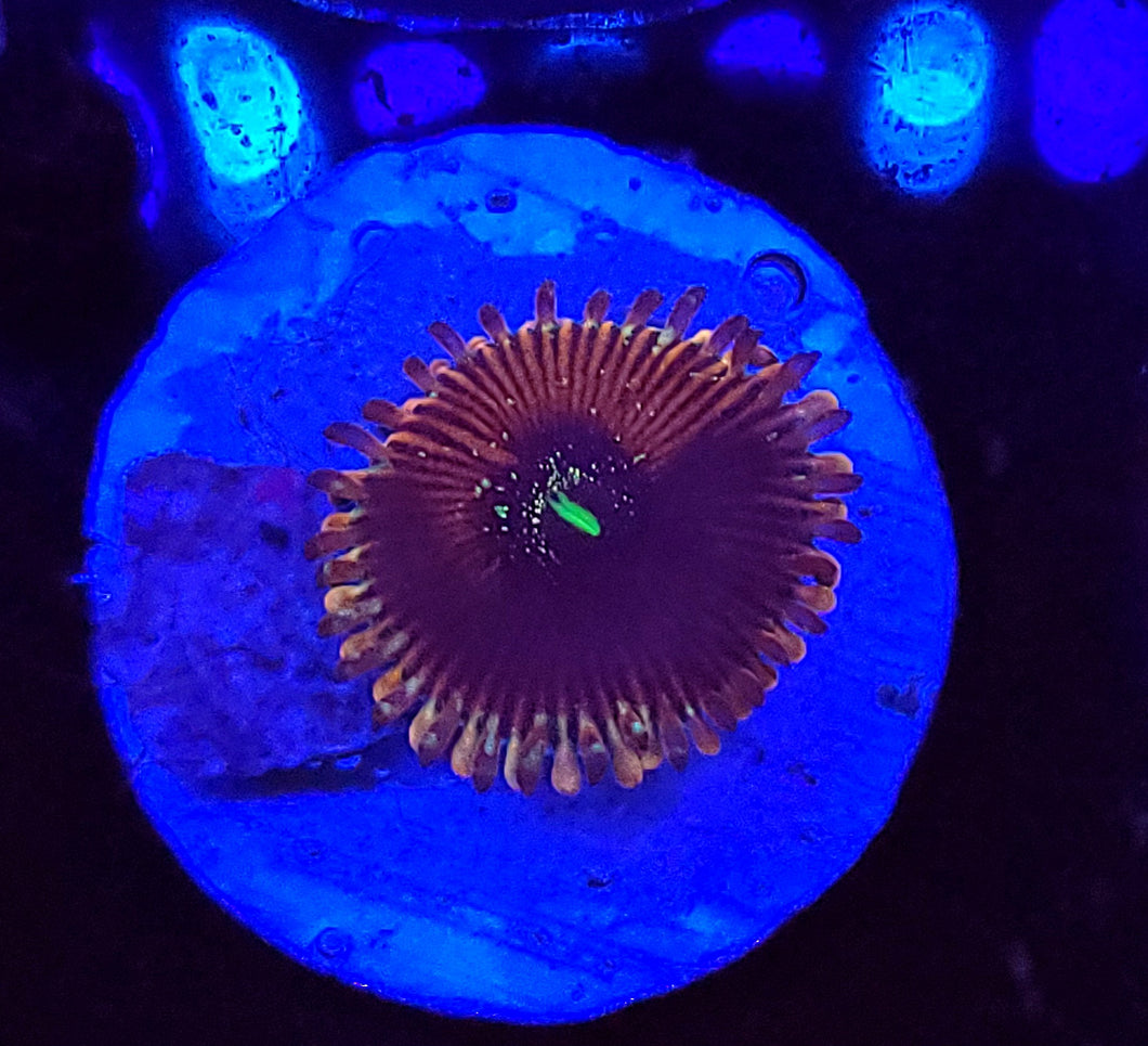 Crazy Lady Zoa