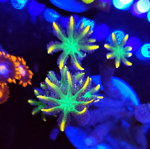 Firework Clove Polyps