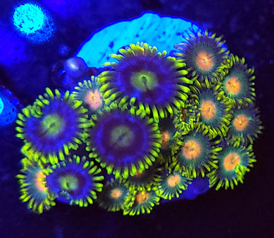 Alien Eye & Greenbay Packer Zoa Combo