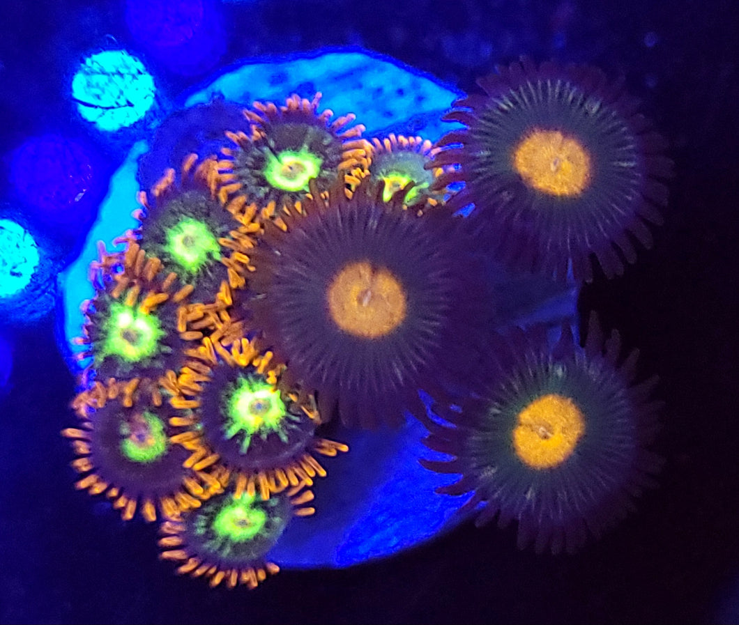Firestorm Zoa Combo