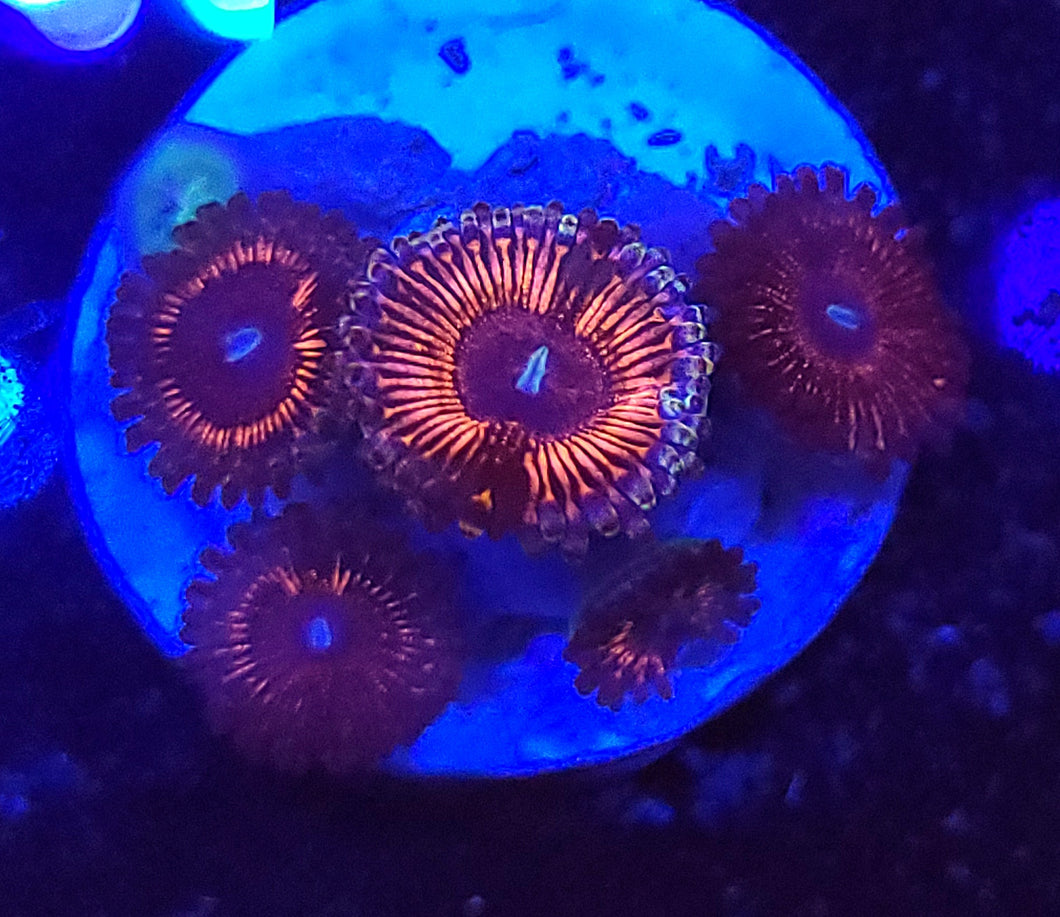 Dark Phantasma Zoas