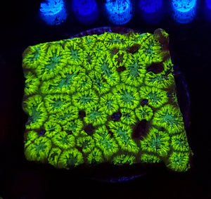 Bublasaur Leptastrea