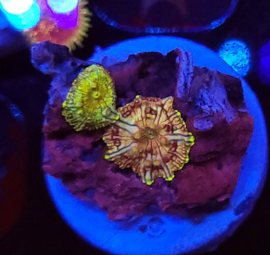 Tsunami Discoma Mushroom + Baby
