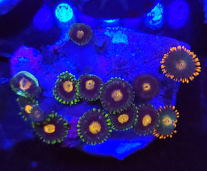 Blowpop & Gatorade Zoa Combo