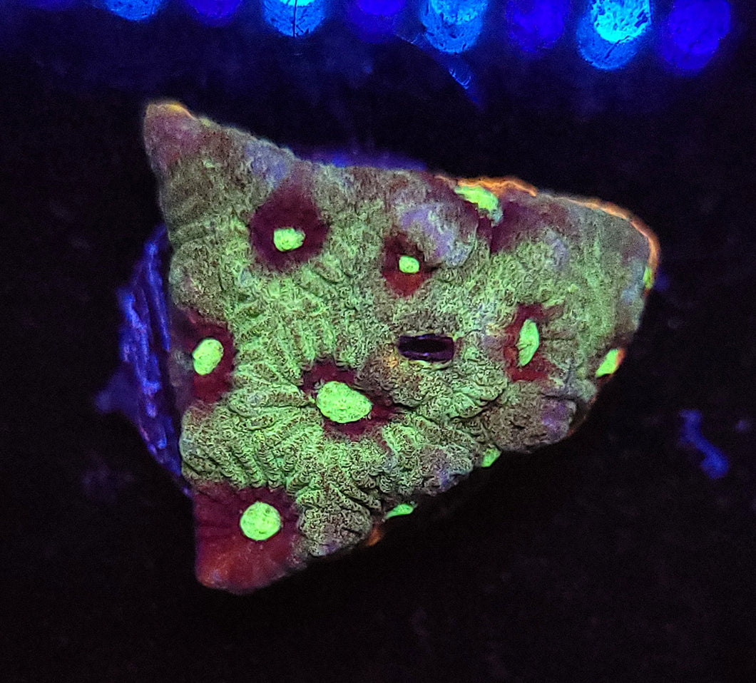 Metallic Blue War Coral Favites