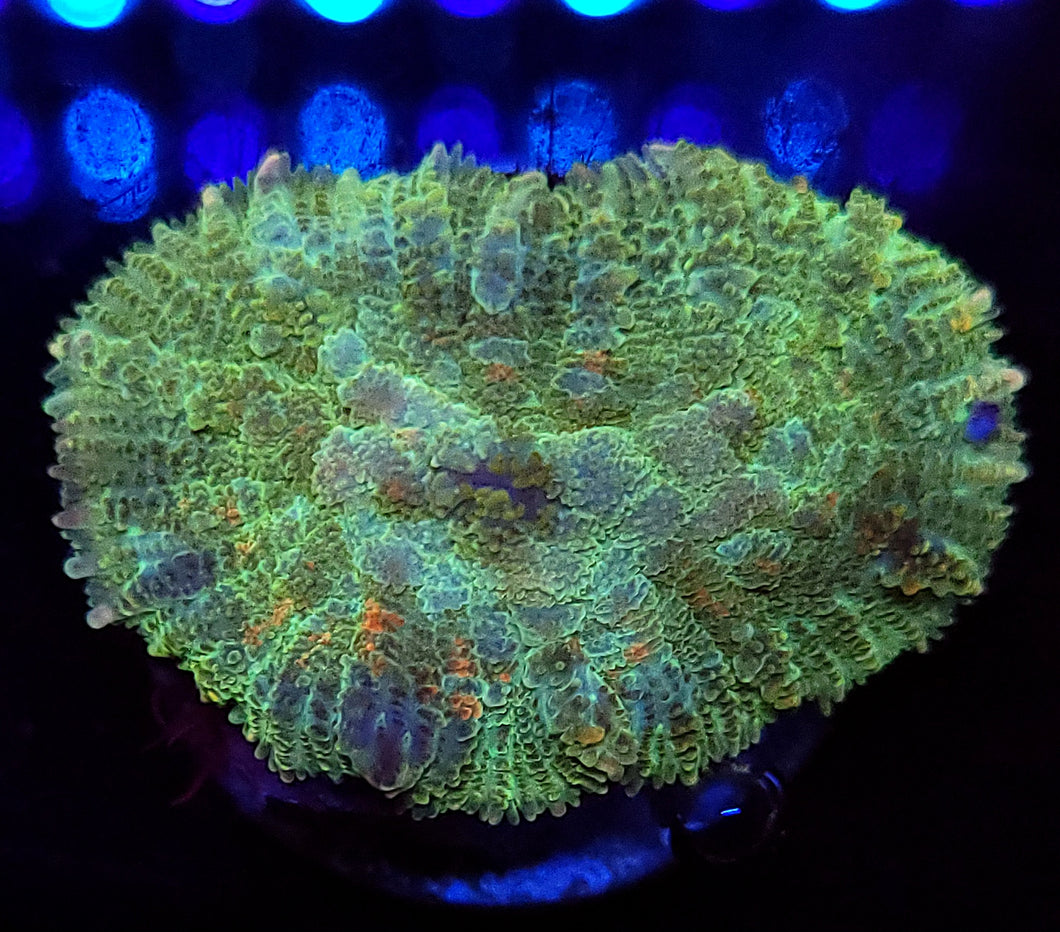 Ninja Turtle Rhodactis Mushroom