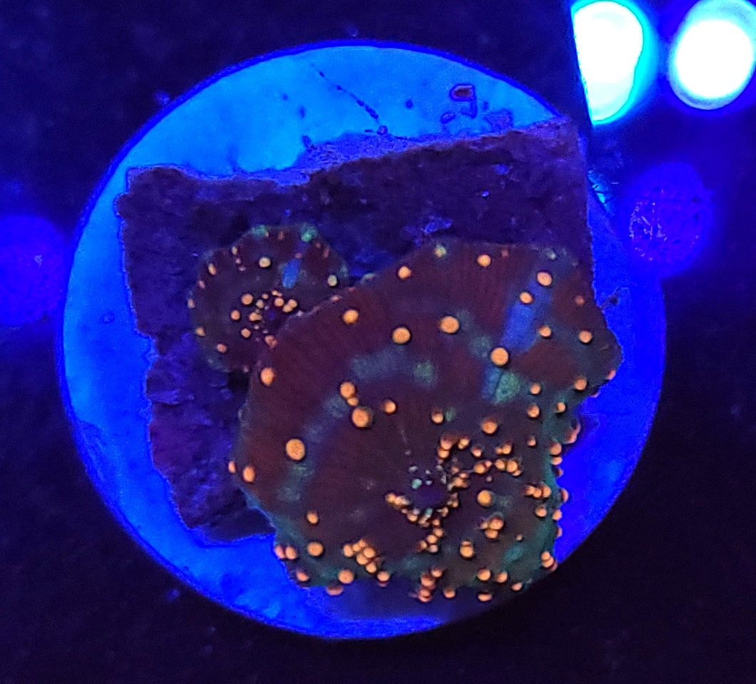 Orange Innerstellar Mushroom + Baby