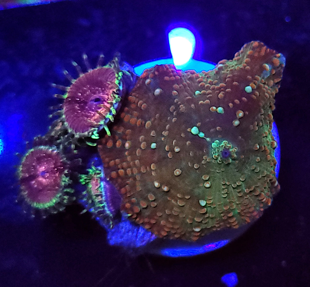 Innerstellar Mushroom & Cherry Wine Zoa Combo