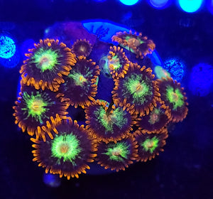 Firestorm Zoas