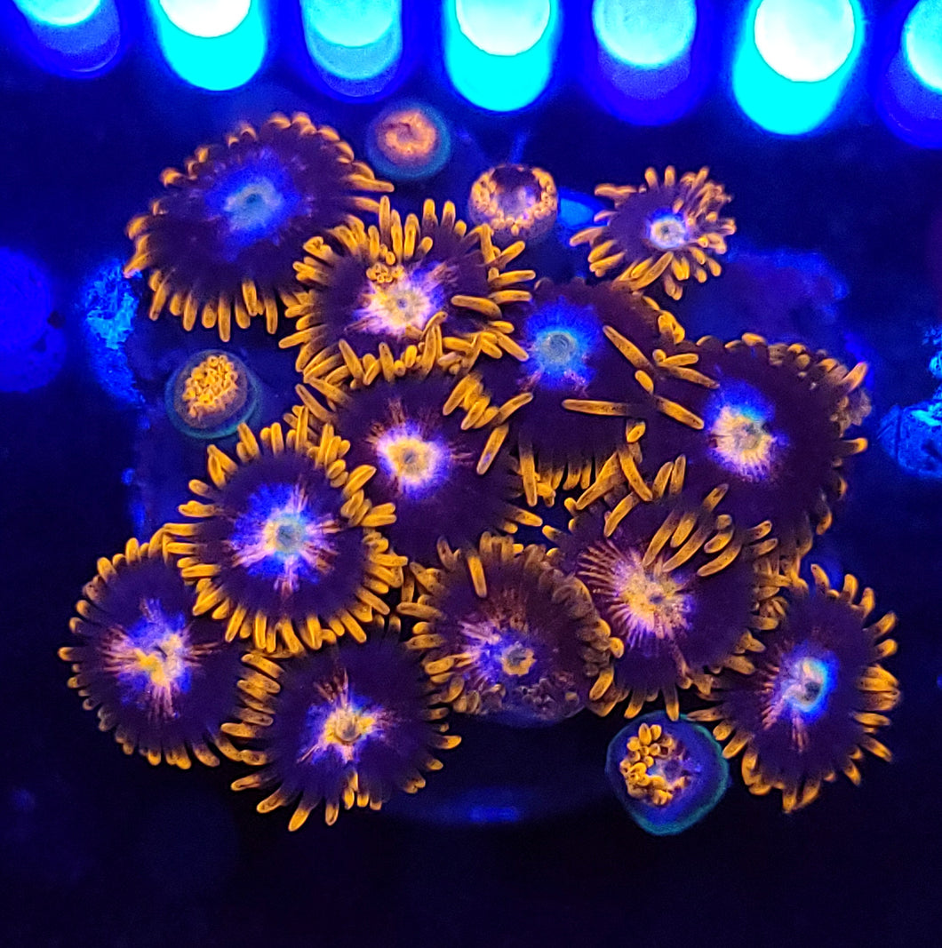 Snitches Zoas