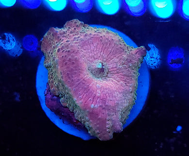 Pink & Teal Discoma Mushroom
