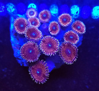 Pink Zoa Rock